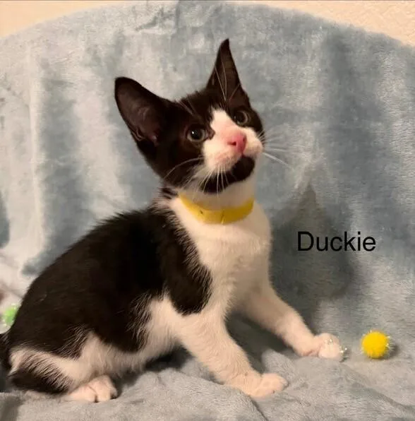 A baby medium-sized male Black & White / Tuxedo Domestic Short Hair cat named Duckie for adoption in Richardson, TX