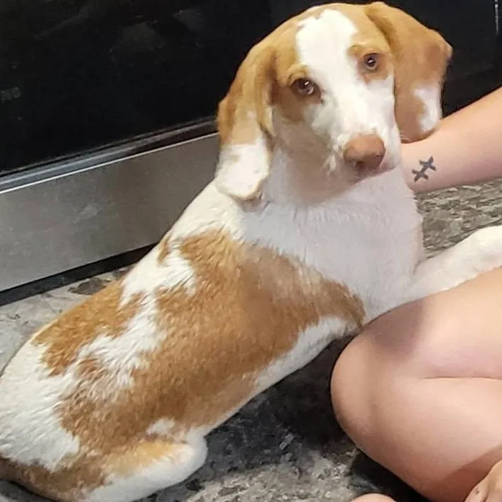 A young small-sized female Beagle dog named Butterschtch for adoption in Petersburg, IN