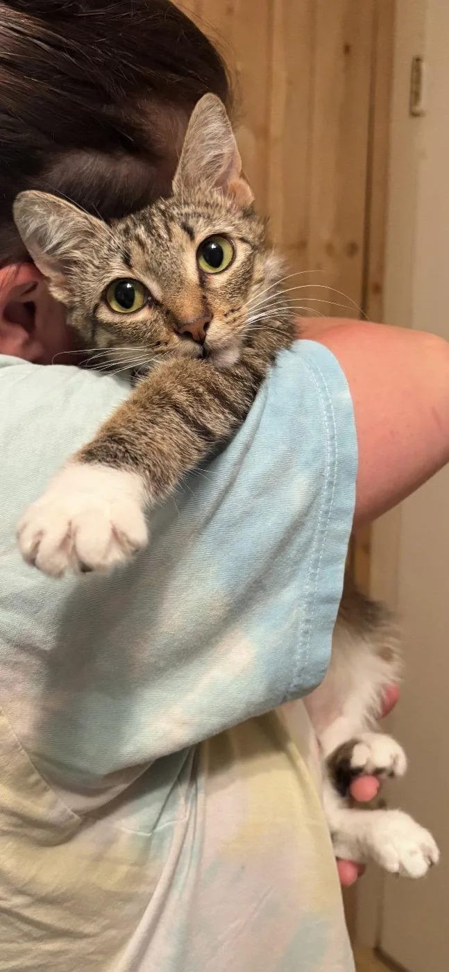A young medium-sized female Domestic Short Hair cat named Sweetie for adoption in Locust Grove, VA