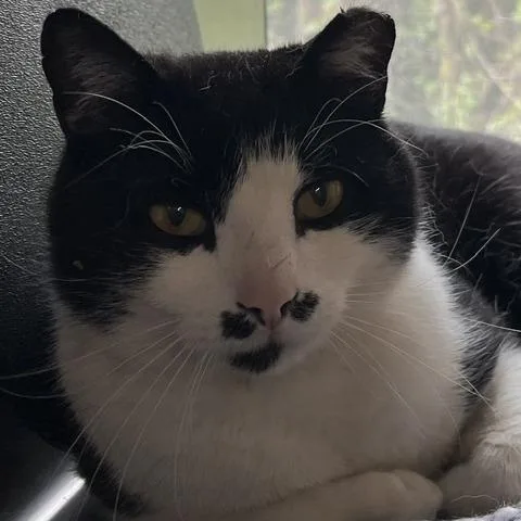 An adult medium-sized male Black Domestic Short Hair cat named Tux for adoption in Baltimore, MD