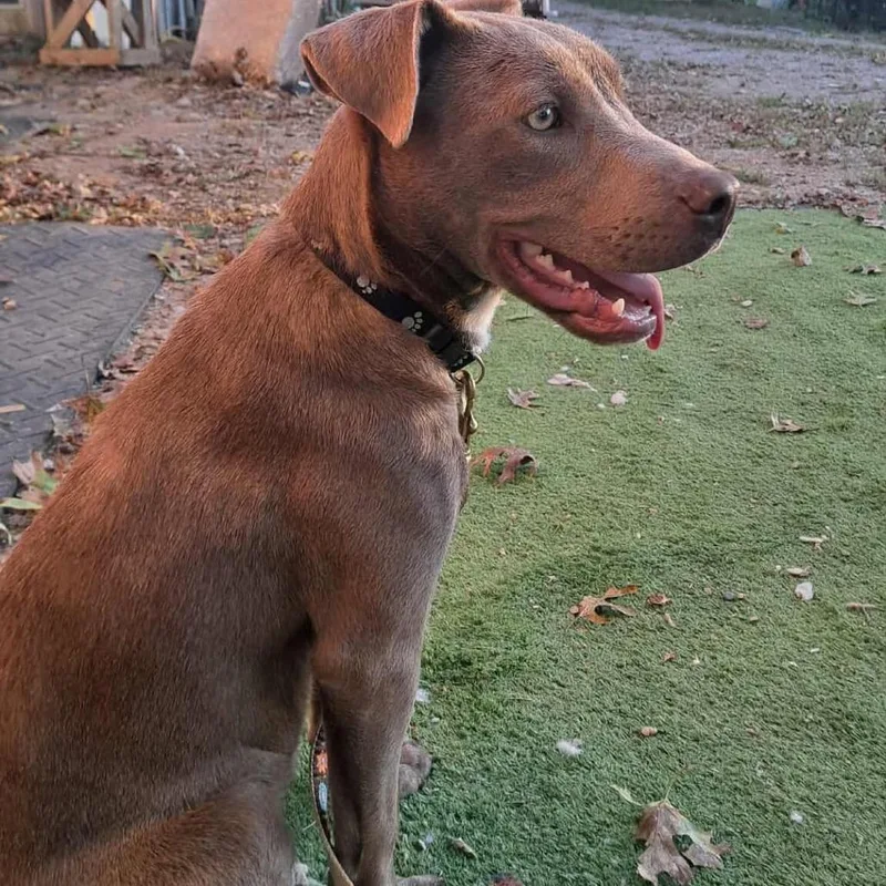 A young medium-sized female Gray / Blue / Silver Weimaraner dog named Sage for adoption in Chillicothe, IL