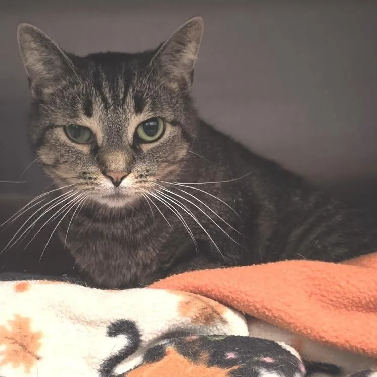 Tenderheart thumbnail 3