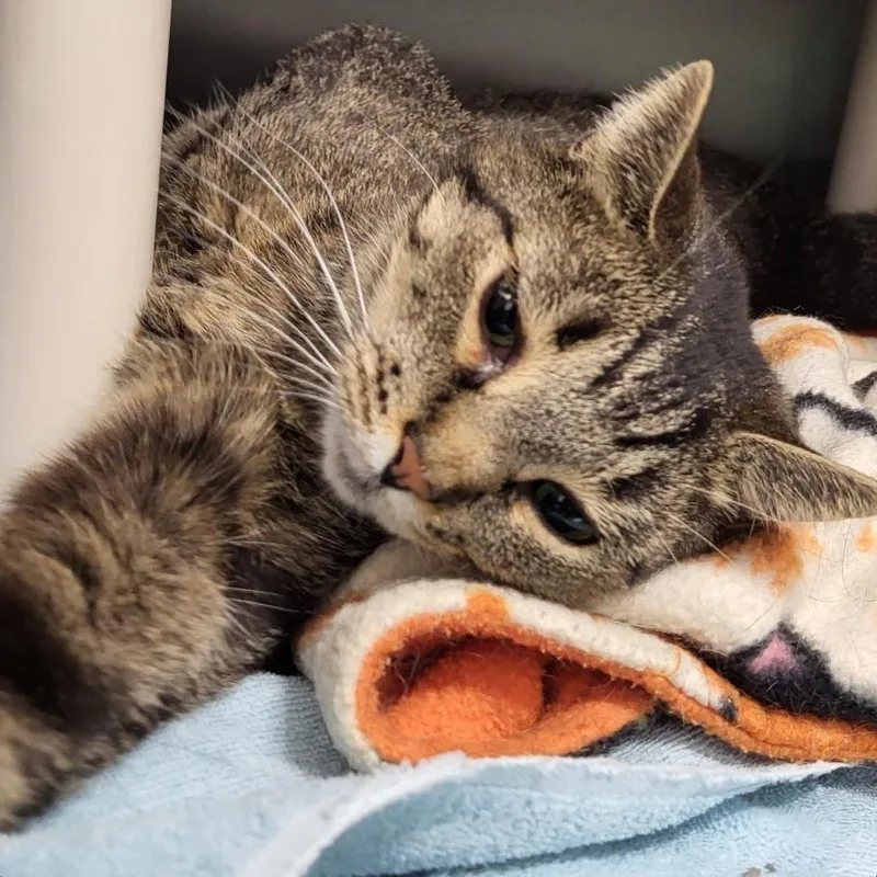 Tenderheart thumbnail 4