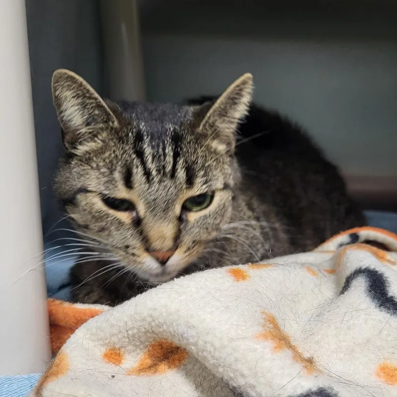 Tenderheart thumbnail 5