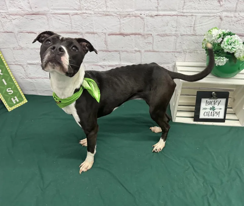 Rainbow Dash thumbnail 2