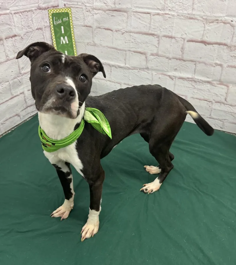 Rainbow Dash thumbnail 3