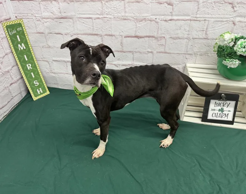 Rainbow Dash thumbnail 4