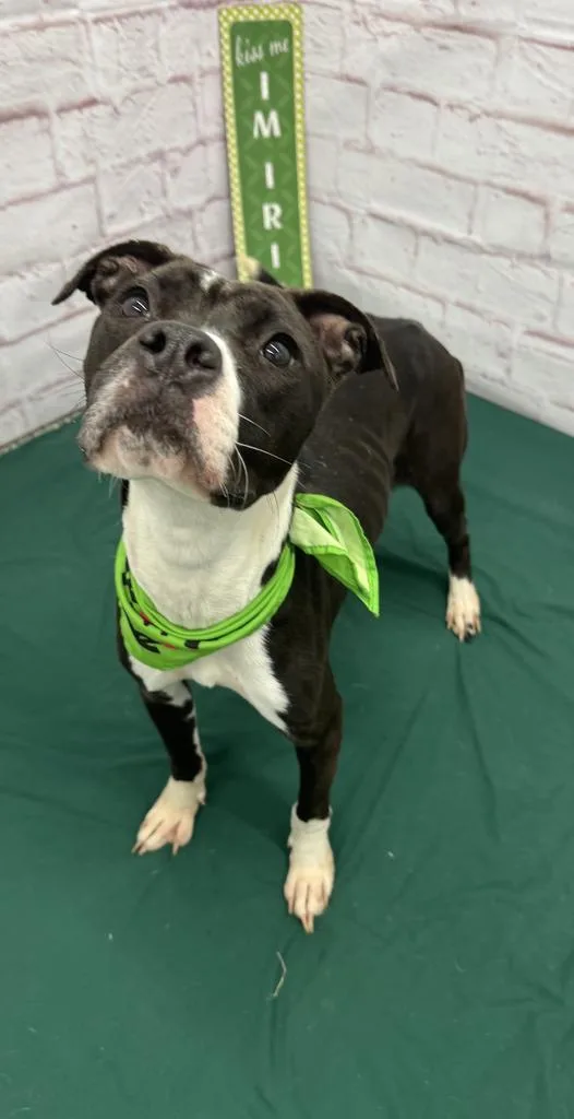 Rainbow Dash thumbnail 5