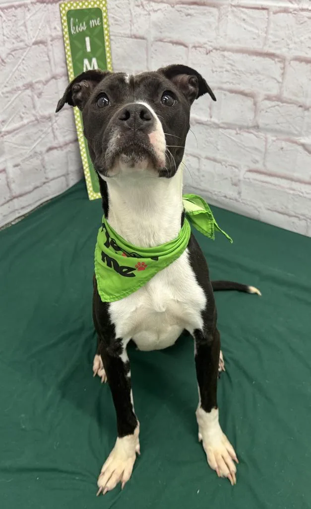 Rainbow Dash thumbnail 6