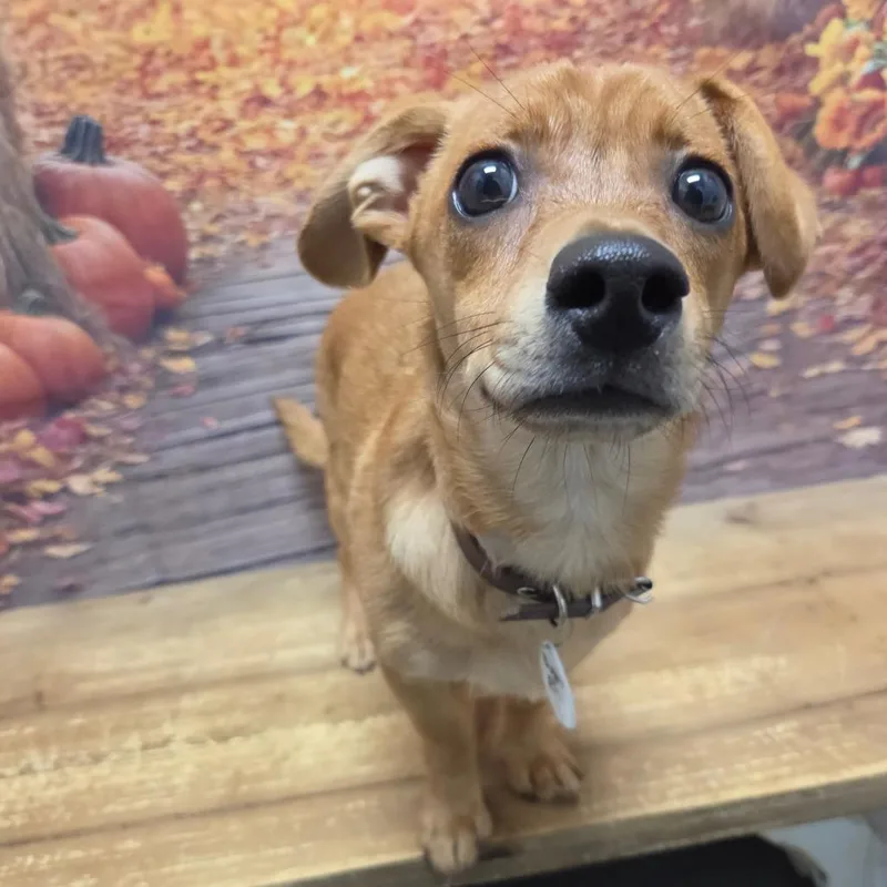 A baby small-sized male Yellow / Tan / Blond / Fawn Chihuahua dog named Buddy for adoption in Normal, IL