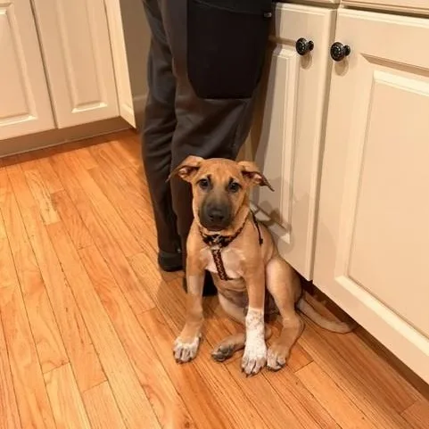 A baby medium-sized male Yellow / Tan / Blond / Fawn Black Mouth Cur dog named Roger for adoption in Williston, VT