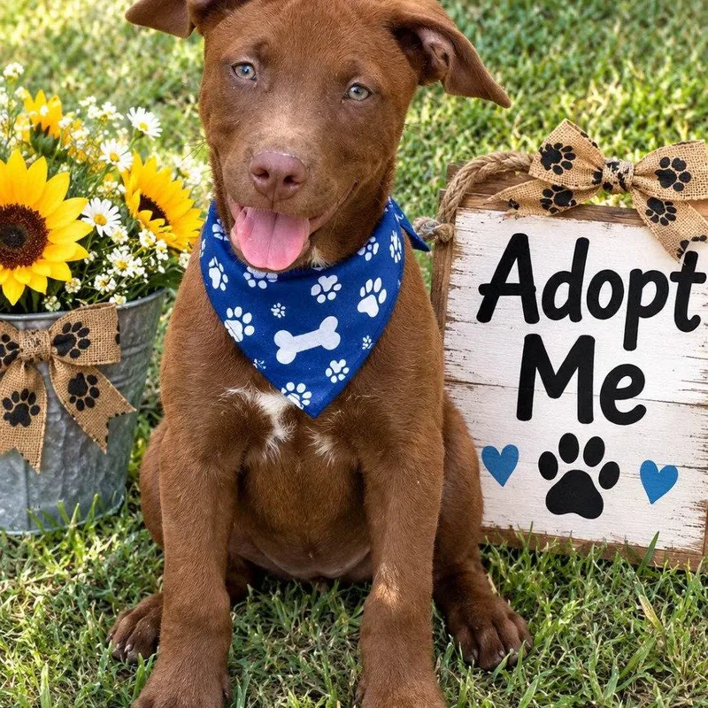 A baby medium-sized male Labrador Retriever dog named Bart for adoption in Locust Fork, AL