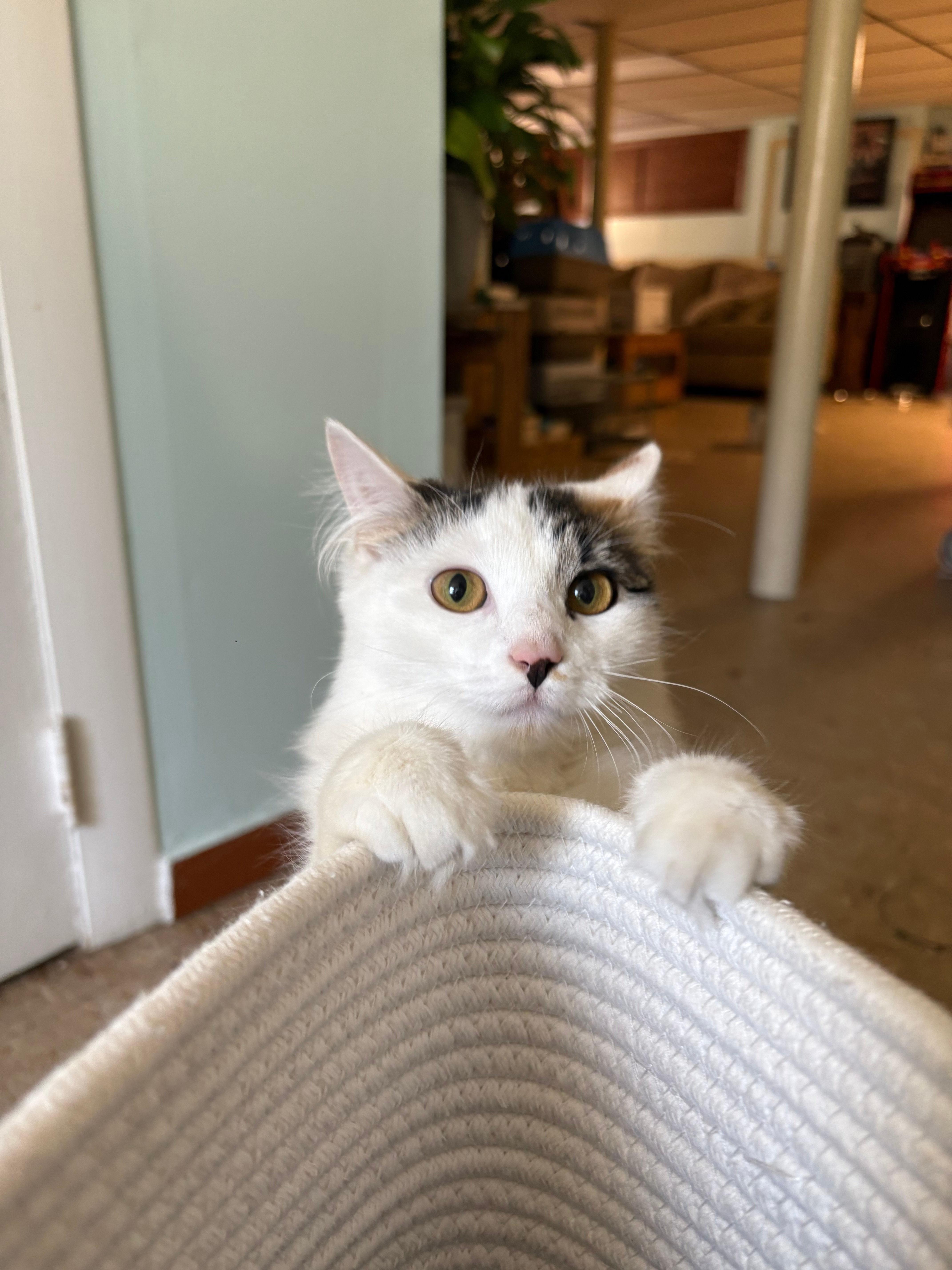A young medium-sized female Domestic Medium Hair cat named Tulip for adoption in Melrose, MA