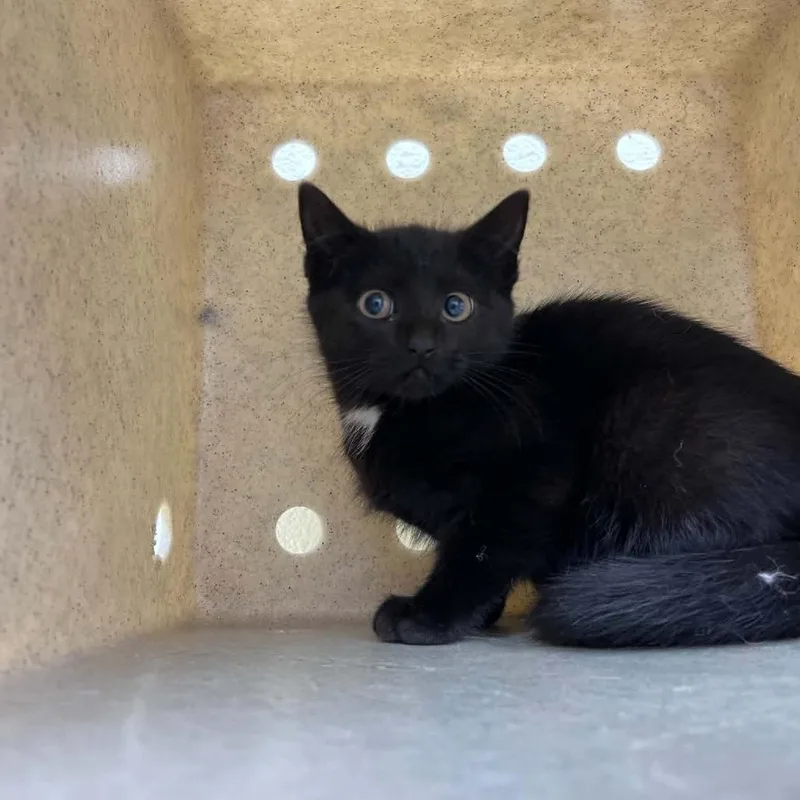 A baby small-sized female Black Domestic Short Hair cat named Jitter for adoption in Harrisonburg, VA