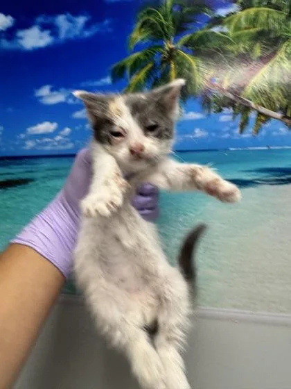 A young small-sized female Domestic Short Hair cat named B Bonnie for adoption in North Charleston, SC