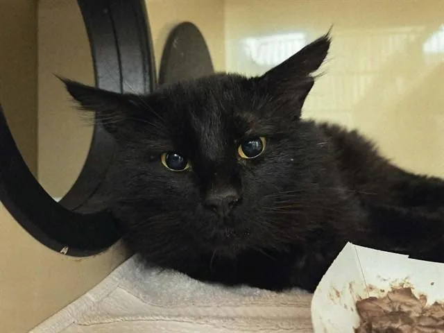 Bagheera