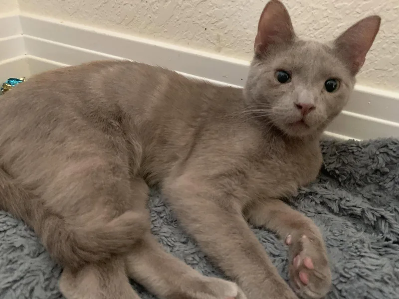 A young small-sized male Gray / Blue / Silver Domestic Short Hair cat named Sable for adoption in Aurora, CO