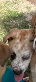 An adult small-sized female Australian Cattle Dog / Blue Heeler dog named A for adoption in Houston, TX
