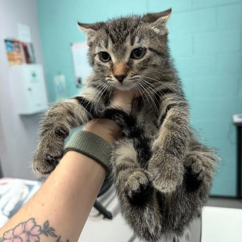 A baby small-sized male Brown / Chocolate Domestic Short Hair cat named Siso for adoption in Port Charlotte, FL