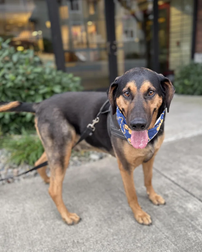 An adult large-sized male Black and Tan Coonhound dog named Rucker for adoption in lynnwood , WA