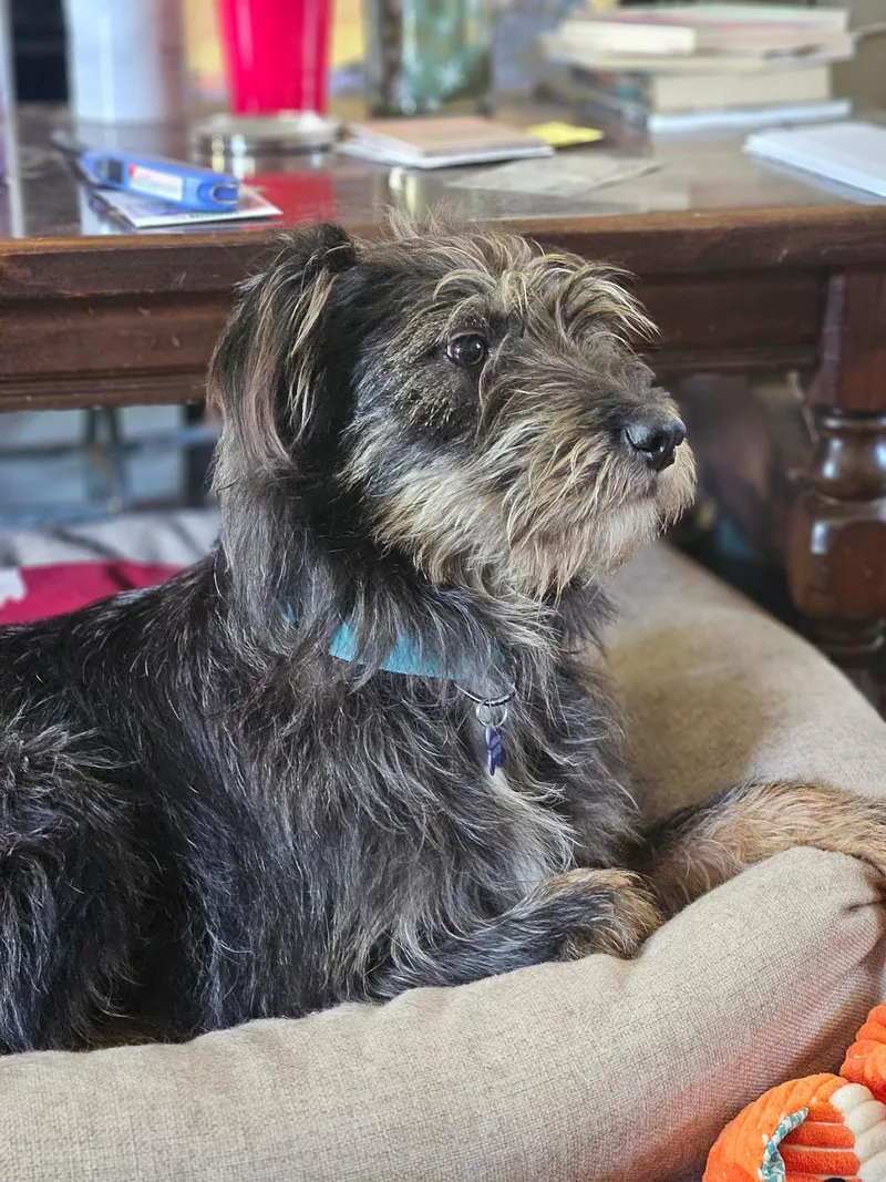 An adult medium-sized female Mixed Breed dog named Dixie for adoption in Columbia, MD