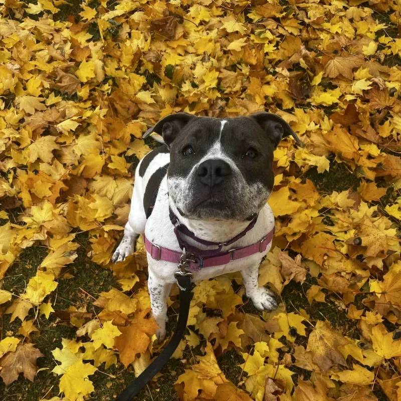 Rosie P thumbnail 4