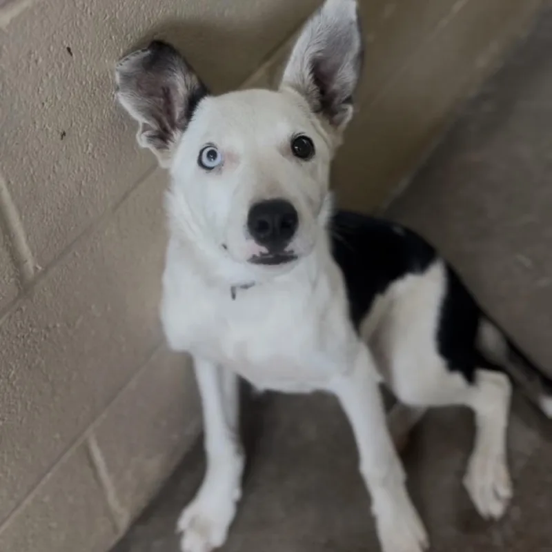 A baby small-sized female White / Cream Border Collie dog named AWOLStray for adoption in Independence, KS