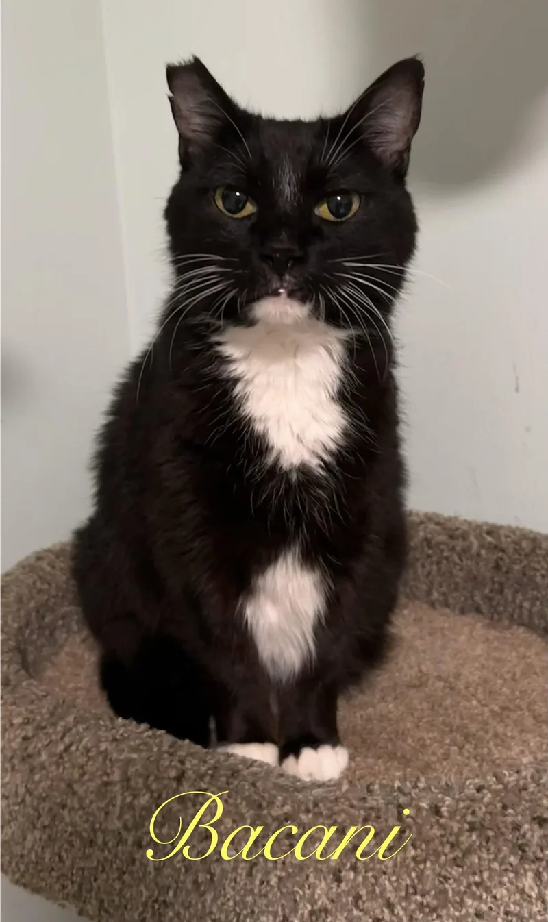 An adult medium-sized female Black & White / Tuxedo Domestic Short Hair cat named Bacani for adoption in Longwood, FL