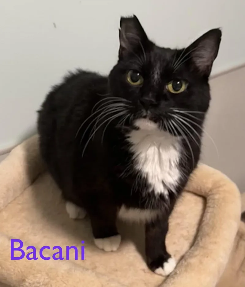 Bacani thumbnail 2