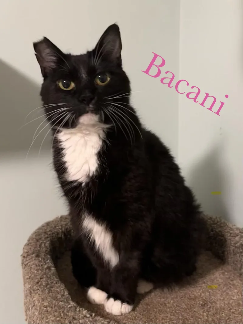 Bacani thumbnail 3