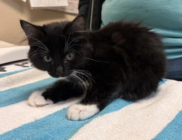 A baby small-sized female Domestic Long Hair cat named Astro for adoption in Oceanside, CA