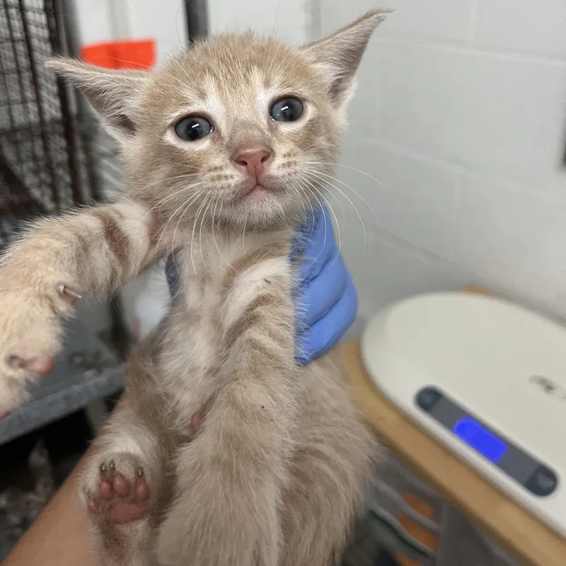A baby small-sized male Buff / Tan / Fawn Domestic Short Hair cat named Gordon for adoption in Edinburg, TX