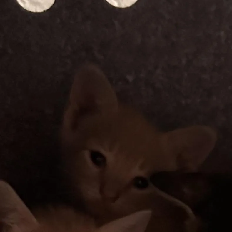 Gordon thumbnail 2