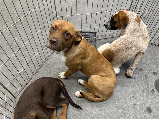 A young small-sized female Pit Bull Terrier dog named Sally for adoption in Fairfield, CA