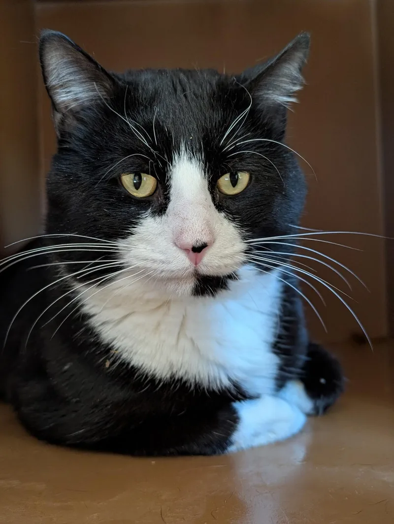 A young large-sized male Black & White / Tuxedo Domestic Short Hair cat named Alfonso for adoption in Mansfield Center, CT