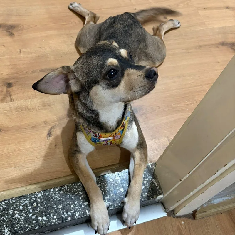 A young small-sized female Brown / Chocolate Puggle dog named Ms. Fabulous Maya for adoption in Ridgefield, WA