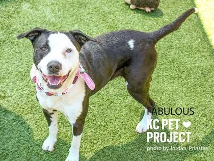 An adult large-sized female Black Pit Bull Terrier dog named Fabulous for adoption in Kansas City, MO