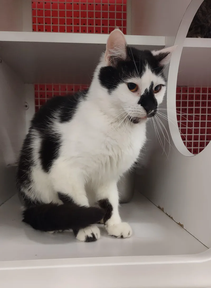 A young medium-sized male Black Domestic Medium Hair cat named Spade for adoption in Golden Valley, AZ