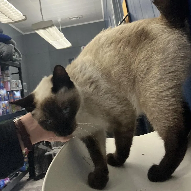 A young medium-sized female Buff / Tan / Fawn Domestic Short Hair cat named Nala for adoption in Oak Hill, WV