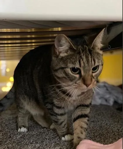 An adult small-sized female Domestic Short Hair cat named Sky for adoption in Fairfax, VA
