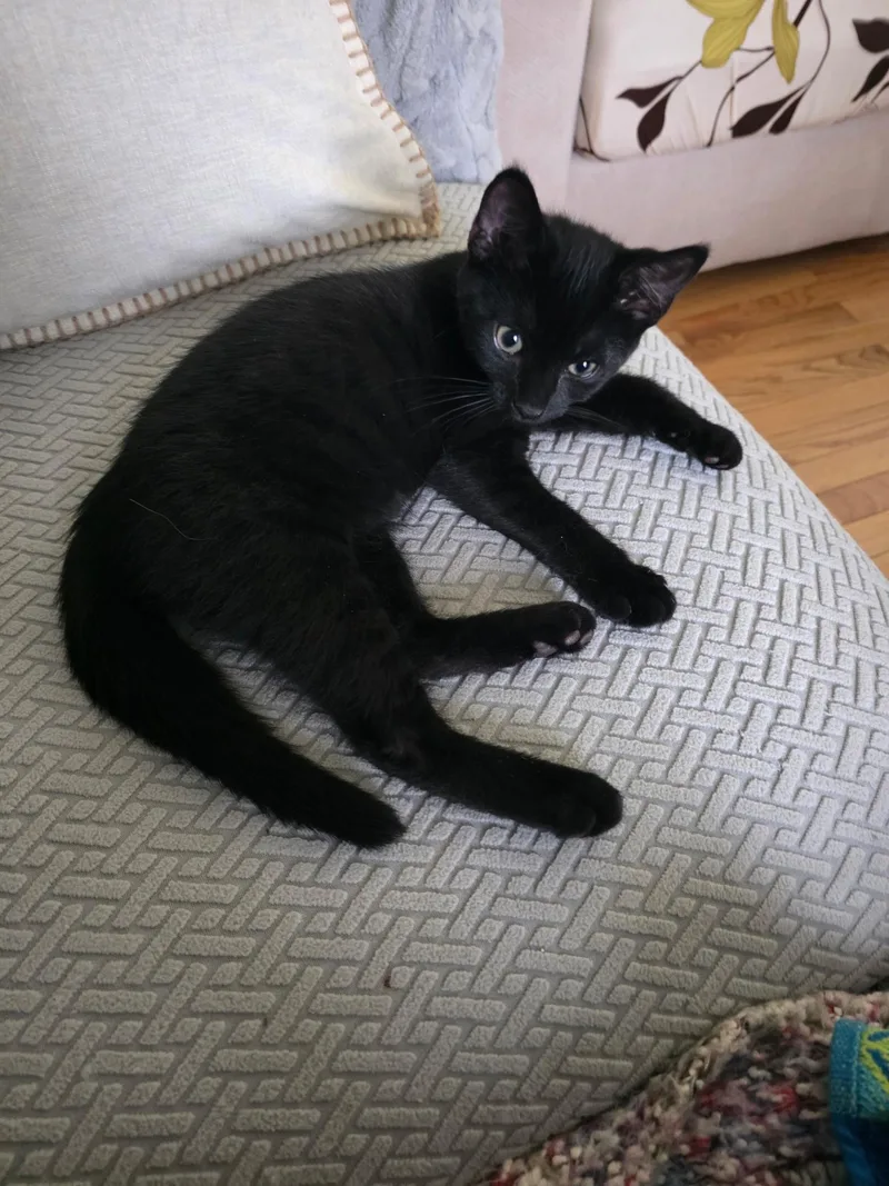 A baby medium-sized male Black Domestic Short Hair cat named Bear & Nella for adoption in Enfield, CT