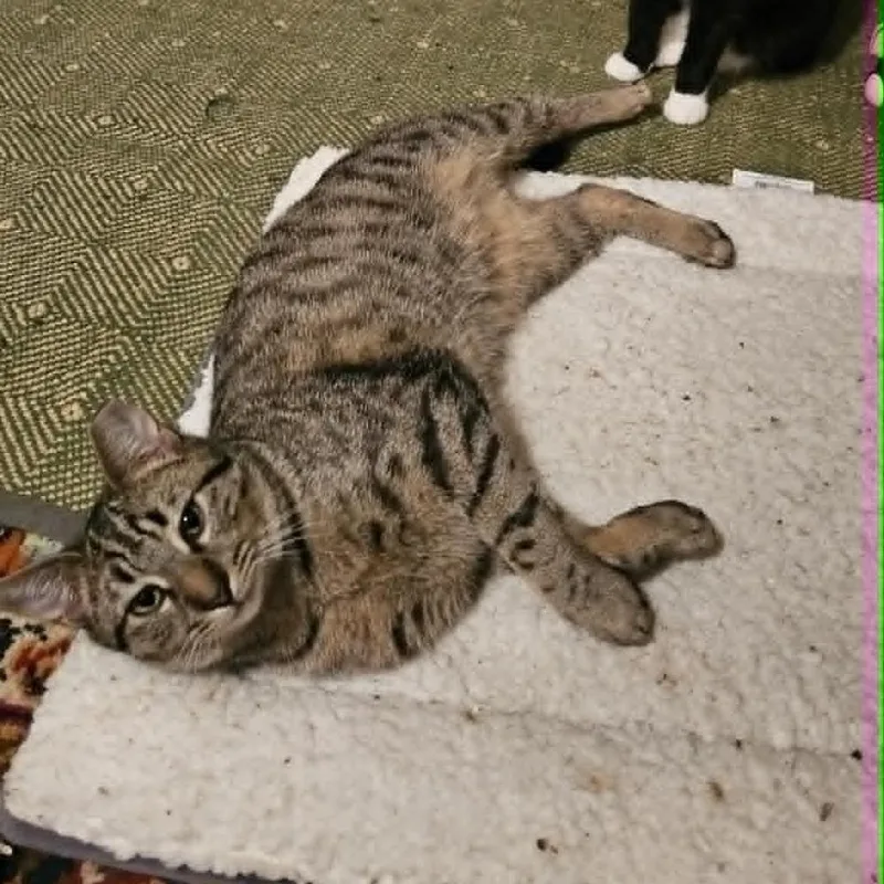 A young small-sized male Brown / Chocolate Domestic Short Hair cat named Rolly Guests for adoption in Reisterstown, MD
