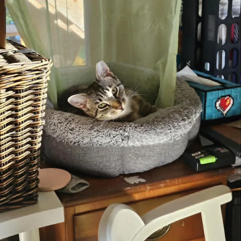 Rolly Guests thumbnail 3