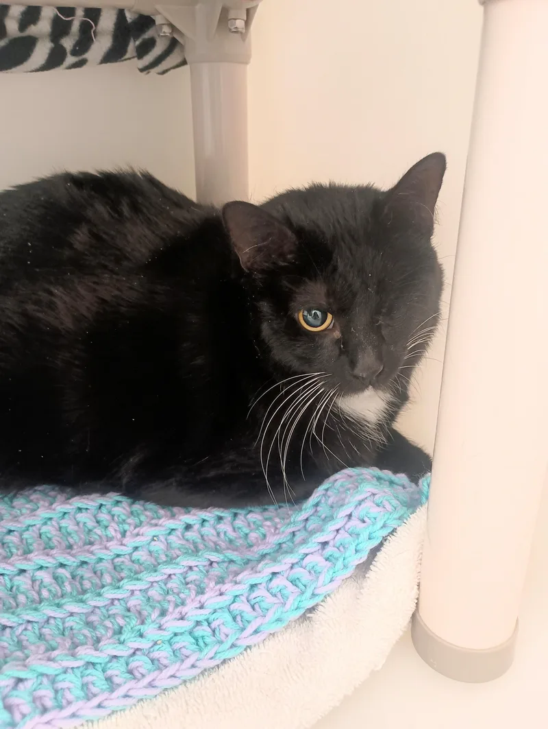 An adult large-sized female Black Domestic Medium Hair cat named Bailey for adoption in Ridgway, CO