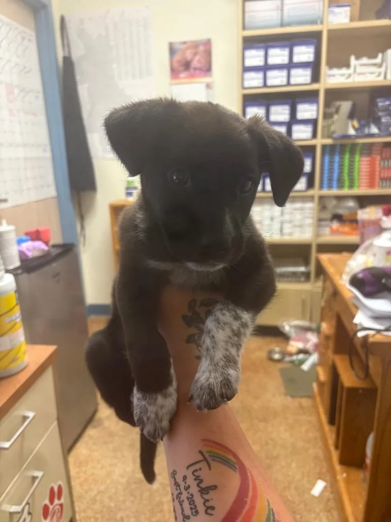 A baby small-sized female Cattle Dog dog named Peppa for adoption in Brownwood, TX