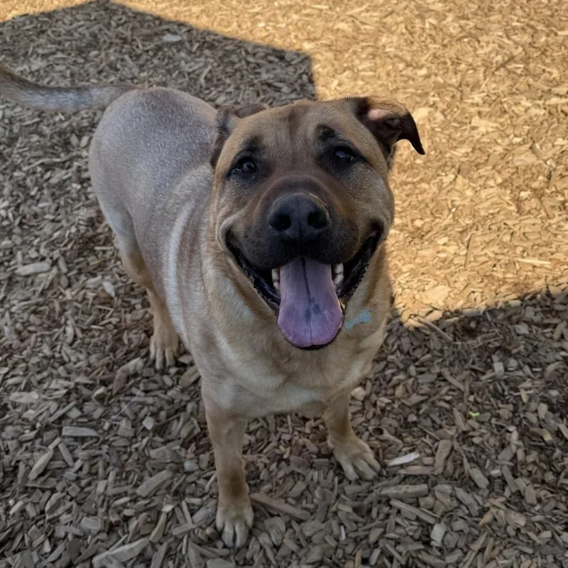 An adult extra large-sized male White / Cream Mixed Breed dog named Dale for adoption in Tacoma, WA