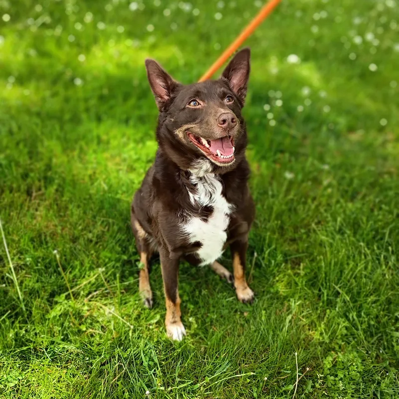 An adult medium-sized female Brown / Chocolate Australian Kelpie dog named Keisha for adoption in Maynardville, TN