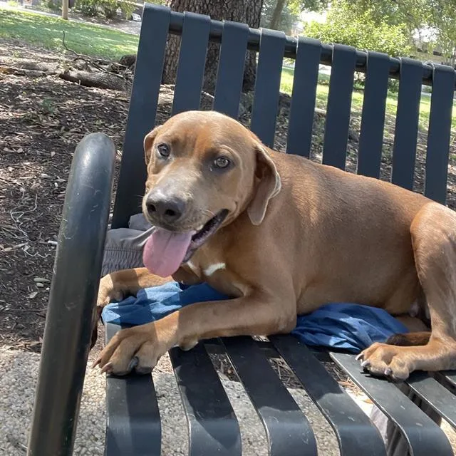 An adult large-sized female Labrador Retriever dog named Teddy for adoption in San Antonio, TX