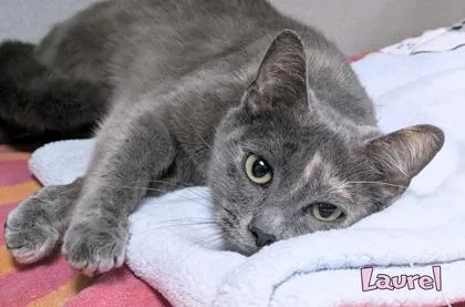 An adult medium-sized female Domestic Short Hair cat named Laurel for adoption in Mason, MI
