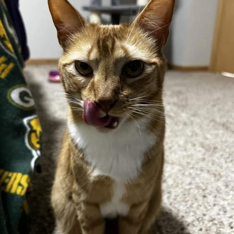 An adult medium-sized male Orange / Red Domestic Short Hair cat named Gingy for adoption in Inver Grove Heights, MN